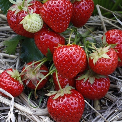 Picture of Strawberry Plants - Elegance (Main Crop) - November 2025 Delivery